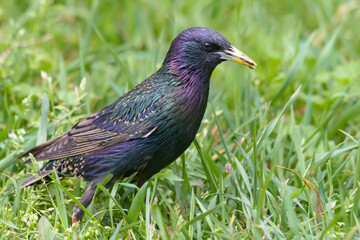 Common Starling (Sturnus vulgaris) walking and searching for food in spring grass close shot 