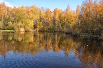 Fototapeta na wymiar Autumn in a birch grove.