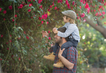 the boy is sitting on dad's shoulders, they are looking at red roses in the garden