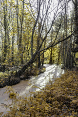 Beautiful Swamp Pond, in Irish Woodland, Abstract