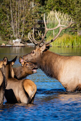 elk in the water