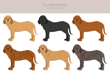 Fila Brasileiro clipart. Different poses, coat colors set - obrazy, fototapety, plakaty