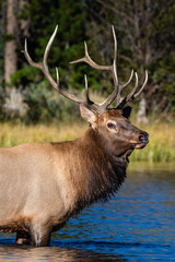 bull elk in the lake