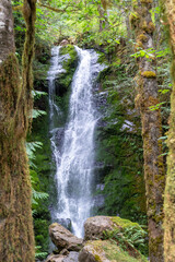 Fototapeta na wymiar Merriman Falls waterfall in Olympic National Park Washington State