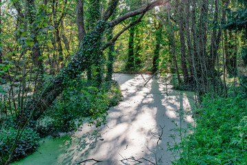 Beautiful Swamp Pond, in Irish Woodland, Abstract