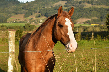 Brown and white domestic horse grazing in the field.