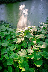 Beautiful Swamp Pond, in Irish Woodland, Abstract