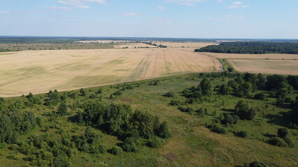 Small green grove, aerial view. Trees in a young forest, landscape.