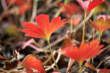 Closeup of red leaves of mukdenia plant in a public garden