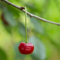 One ripe cherry on a blurry background.  Red berry close-up.