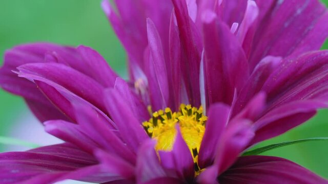 Close-up, beautiful pink flower