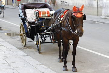 Fototapeta na wymiar Cart with brown horse for tourists tours
