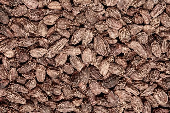 BLACK CARDAMOM