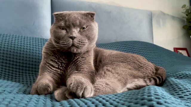 A grey Scottish Fold cat is lying on a bed with a blue bedspread