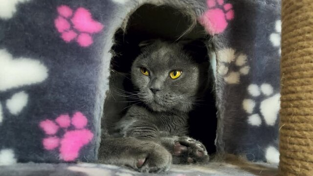 Grey domestic cat Scottish fold leans out of his soft house