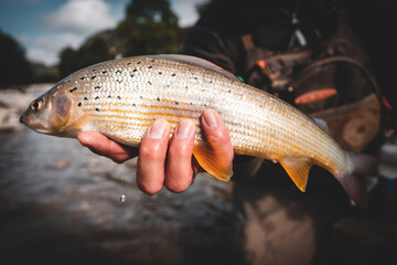 Portrait einer Äsche beim Fliegenfischen	