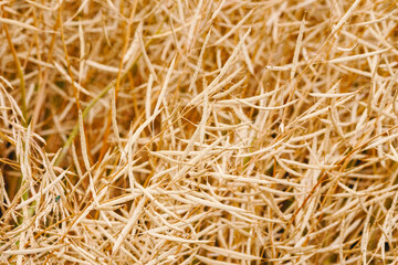 Yellow ripe rapeseed field in autumn