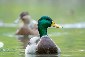 Mister mallard