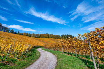 Curved road in autumn vineyard landscape
