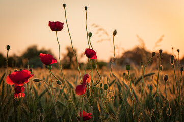 Red poppies in a field at sunset