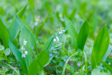 Lilies of the valley bloom in the forest with white delicate fragrant flowers similar to bells