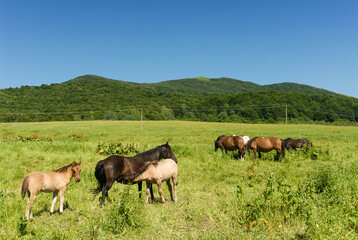 Wild horses on a green pasture, Bieszczady Mountains, Poland
