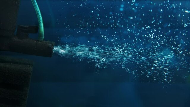 Aquarium filter close-up. Freshwater aquarium. Aquarium space. Slow motion.