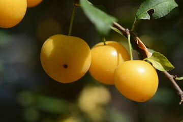 Yellow plum fruits close-up in the garden