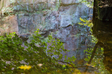 scenic reflection of trees fern and rocks in calm water of a lake in the enchanting autumn forest