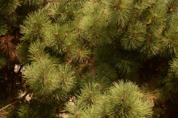 Lush green cedrus close-up