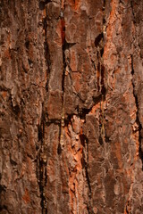 Pine bark and resin flows over it. Close-up