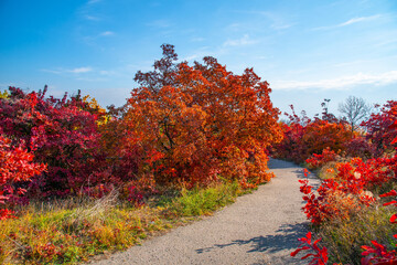 Obraz premium Autumn park walkway at sunny daysunny day