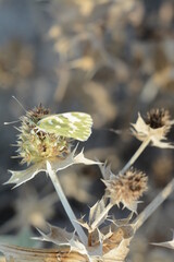 Green butterfly on thorn flowers on the sea coast