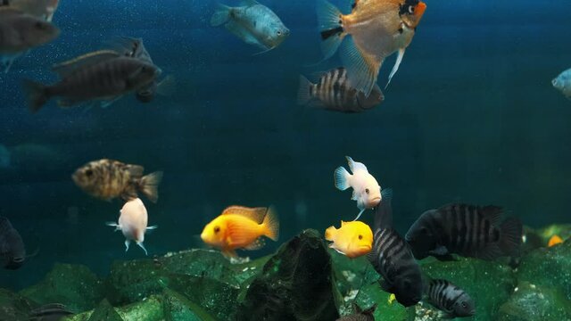Freshwater aquarium with a large school of fish. A beautiful freshwater aquarium with transparent stones and many fish. Beautiful aquarium landscape. Aqua space