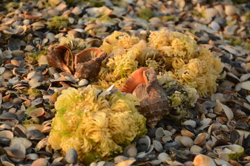 Large and small shells (rapana) , algae on the beach after a storm