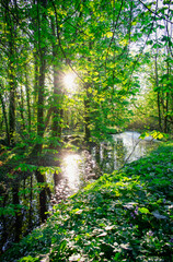 Fototapeta na wymiar Beautiful Swamp Pond, in Irish Woodland, Abstract