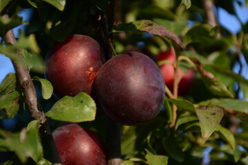 Tree with blue plums close-up