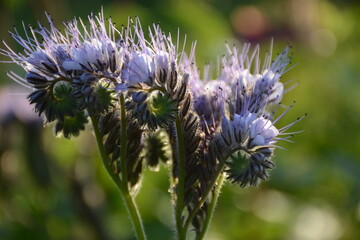 Purple phacelia flowers close-up
