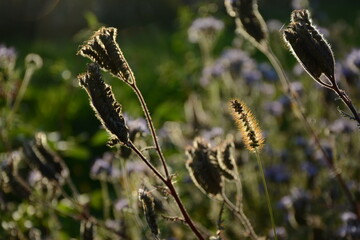 Wild field with phacelia in the evening sun