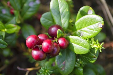 Lingonberry or cowberry ( Vaccinium vitis-idaea ) fruits in the northern tundra. Khabarovsk Krai,...