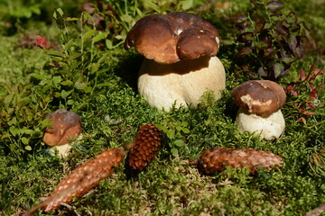 Three beautiful porcini mushrooms grow in moss in the forest
