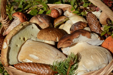 Close-up of porcini mushrooms in a basket