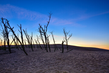 dry buried trees, moving dunes in Leba, Poland - obrazy, fototapety, plakaty