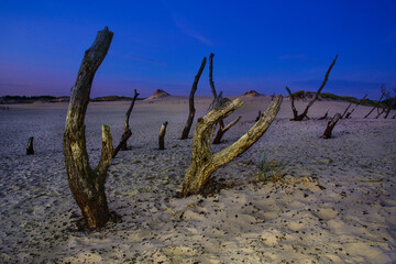 dry buried trees, moving dunes in Leba, Poland