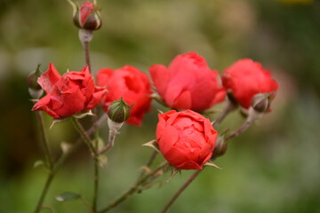 Miniature red roses close up