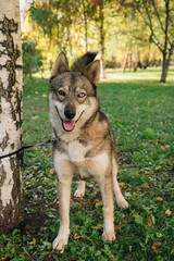 Portrait of Happy cute puppy with foliage bokeh background. Head shot of smile dog with colorful spring leaf at sunset with space. Stray dog.