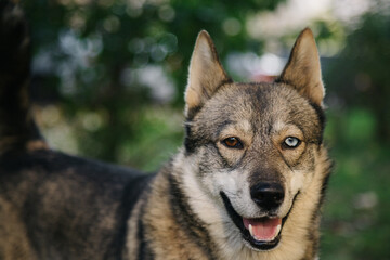 Portrait of Happy cute puppy with foliage bokeh background. Head shot of smile dog with colorful spring leaf at sunset with space. Stray dog.