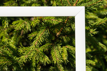 An empty white frame on a background of green spruce branches with a place to copy. Christmas greetings