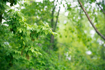 Green spring leaves