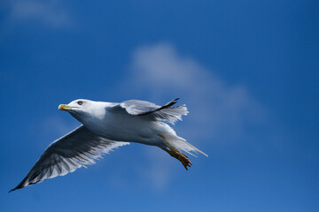 Isolated Mediterranean seagull Audouin's gull mid air